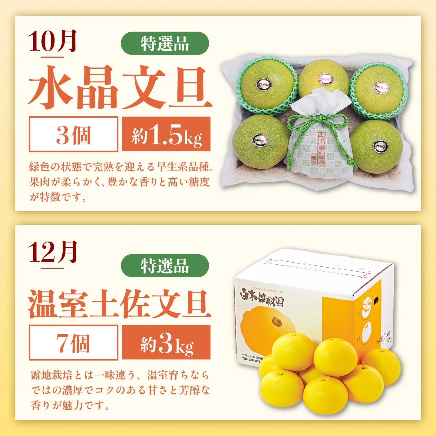 【3回定期便】文旦バラエティ定期便 お気軽コース〈水晶文旦・温室文旦・土佐文旦〉 / 文旦 ぶんたん ブンタン 土佐文旦 水晶文旦 温室文旦 柑橘 フルーツ 果物 くだもの 定期便【白木果樹園】[BQAI060]