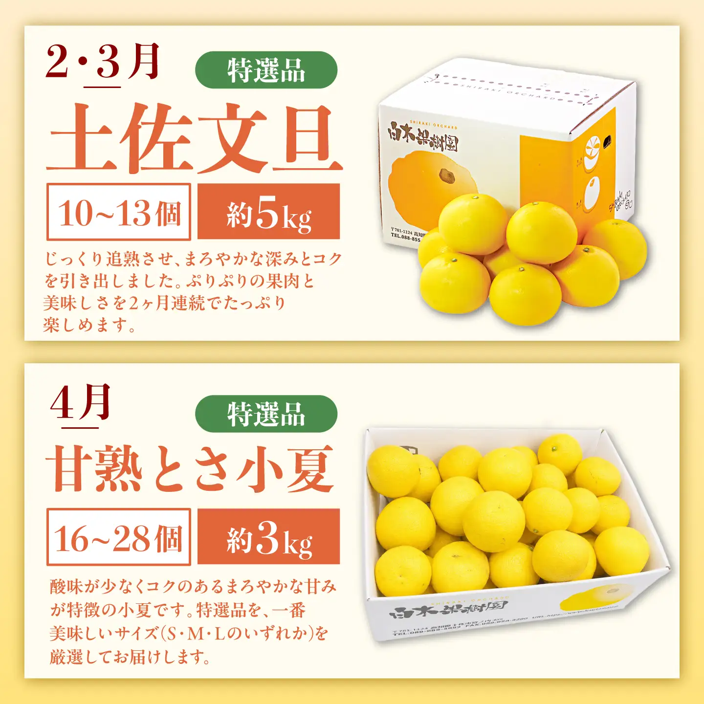 【6回定期便】文旦＆小夏バラエティ定期便 土佐の柑橘フルコース〈水晶文旦・温室文旦・土佐文旦・甘熟とさ小夏・土佐小夏〉くだもの 定期【白木果樹園】[BQAI062]