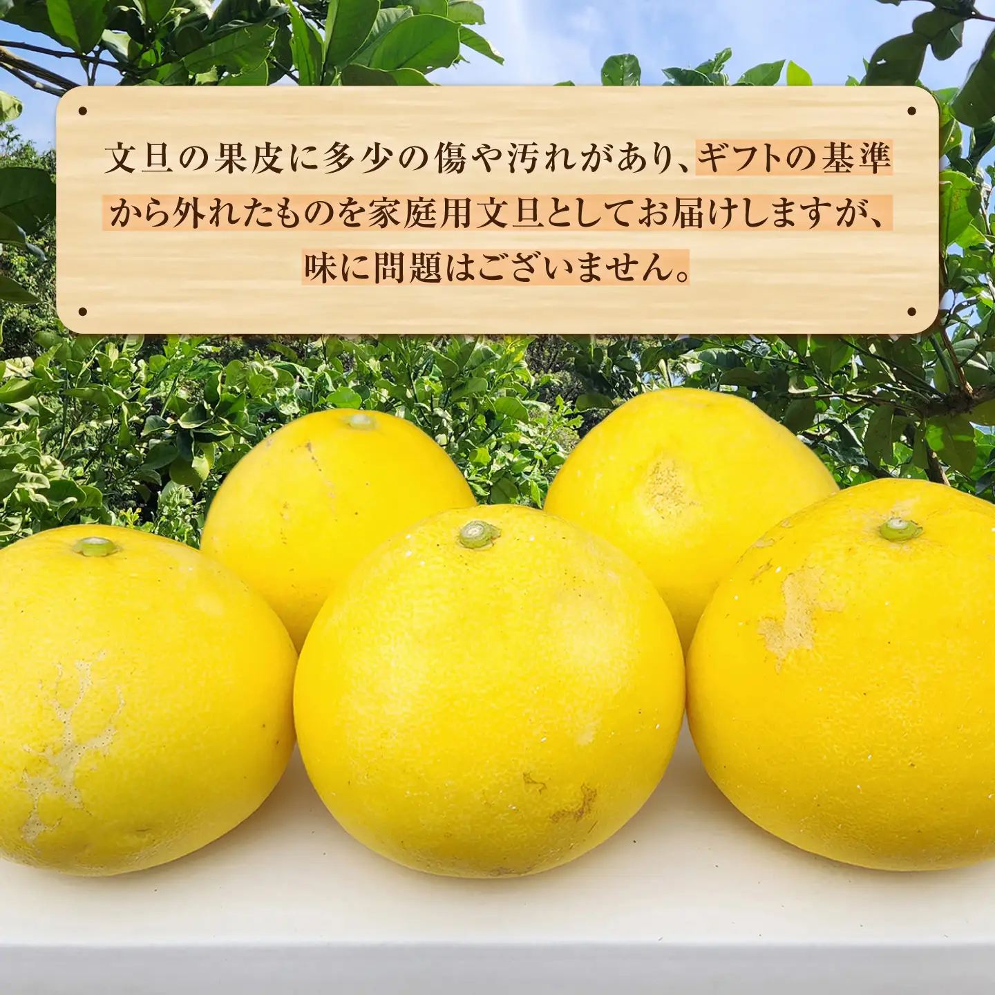 【先行予約】石元農園の土佐文旦 家庭用 大玉 約5キロ ＜2027年2月～発送＞ /  5kg 3Lサイズ 4Lサイズ 文旦 ぶんたん 柑橘 かんきつ みかん フルーツ デザート 果物 高知 【石元農園】[BQBH005]