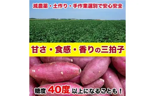 紅はるか 約5kg （ 9 ～ 37個 ） さつまいも サツマイモ 野菜 いも イモ やさい 焼き芋 芋 スイーツ 国産 熊本県産 【 2027年2月上旬から6月下旬発送予定 】