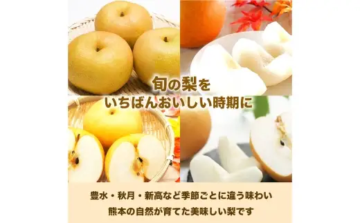 各種梨おまかせ （ 幸水、 豊水、 秋月、 新高、 新興、 秋麗、 甘太、 凛果、 にっこり、 愛宕 いずれか ） 約5kg ( 6 ～ 18玉 ) 梨 なし ナシ 果物 くだもの フルーツ 果実 果汁 果肉 国産 熊本県産 【 2026年8月上旬から10月上旬発送予定 】