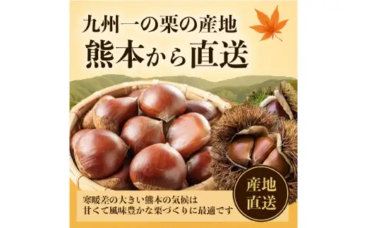 生栗 クリ 大粒 2L以上 約3kg くり 栗 栗ご飯 秋 旬 果物 くだもの 果実 国産 熊本県産 【 2026年9月上旬から10月上旬発送予定 】