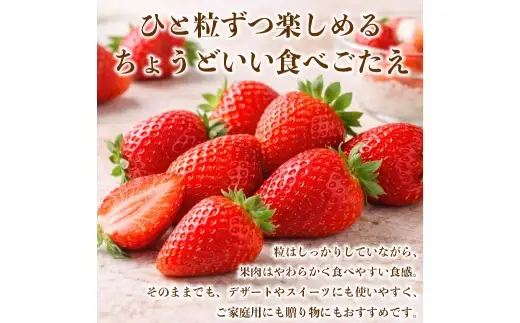 いちご 約1kg （ 250g × 4パック ） イチゴ 苺 果物 くだもの フルーツ 果実 果肉 国産 熊本県産 【 2027年1月上旬から2月上旬発送予定 】