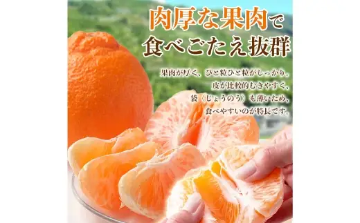 デコポン 12 ～ 24玉 約5kg 柑橘系 柑橘類 柑橘 果物 くだもの フルーツ 果実 果汁 果肉 国産 熊本県産 【 2026年12月上旬から2027年4月上旬発送予定 】