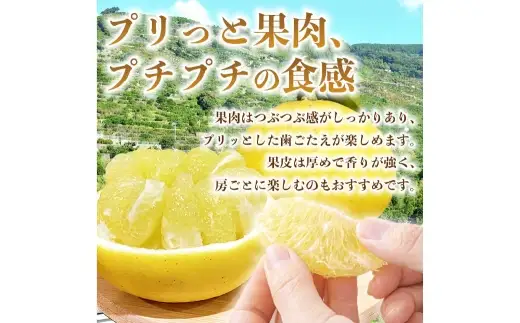 パール柑 約5kg 柑橘系 柑橘類 柑橘 果物 くだもの フルーツ 果実 果汁 果肉 国産 熊本県産 【 2027年3月上旬から3月下旬発送予定 】