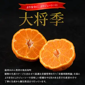 長島町産 大将季（ハウス） 贈答用 (約2.5kg) 3月中旬発送 【長島柑橘直販合同会社】kanchoku-1659
