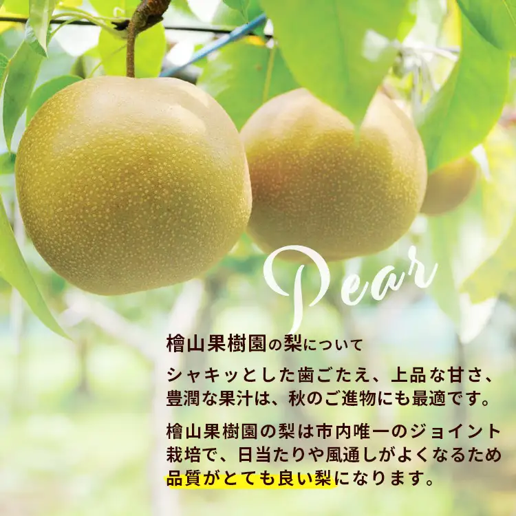 梨 食べ比べ 約3kg 3種類 梨
