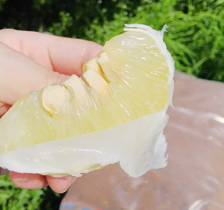 土佐文旦 5kg 家庭用 大玉 文旦