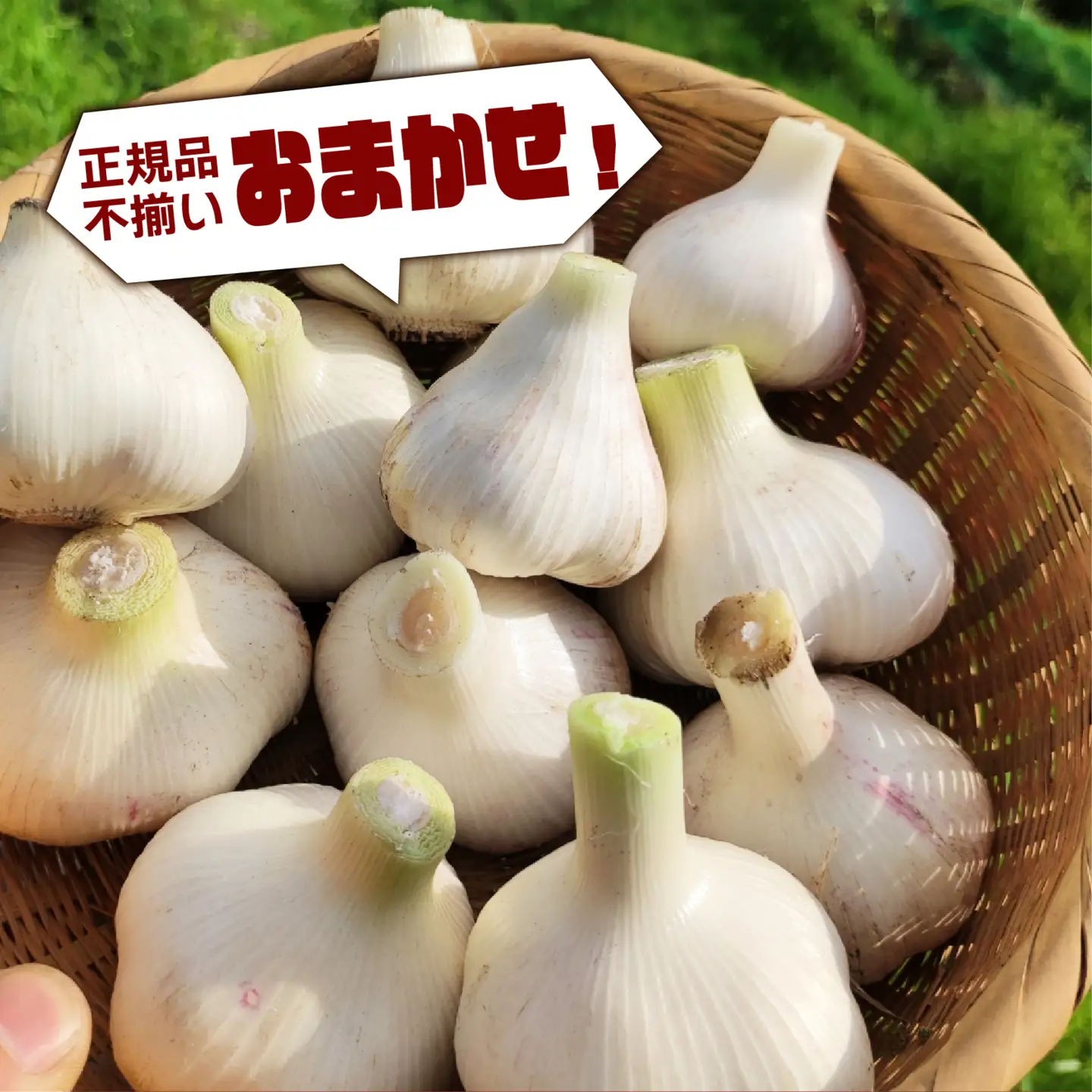 【期間限定】 にんにく 1kg トマトファクトリー 栽培期間中 農薬 化学肥料不使用 ニンニク 