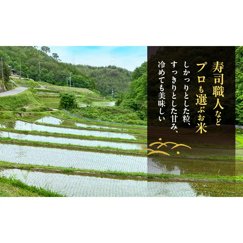 先行受付 農薬不使用 白米 ホタル舞う里山の棚田米 精米4kg 令和8年産 朝日2kg×2袋