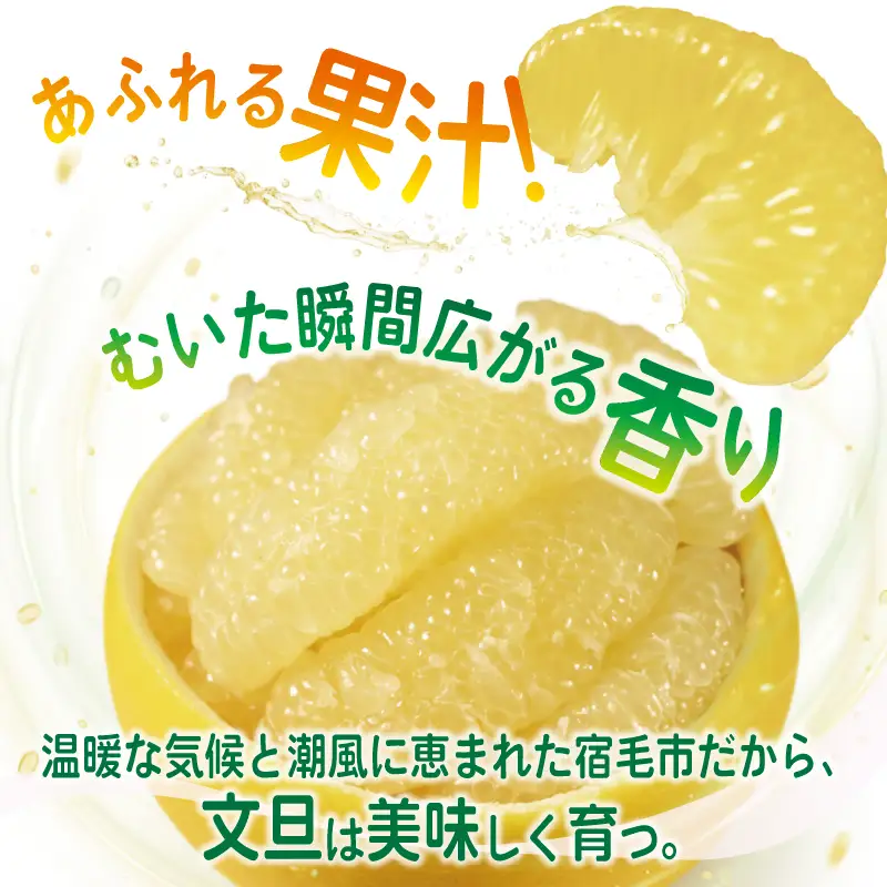 極み 土佐文旦 家庭用 10kg 文旦