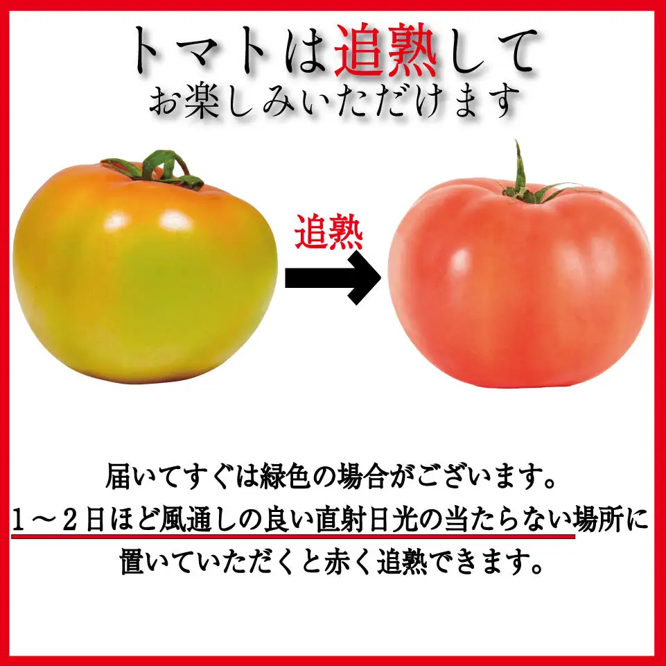 【2027年2月~発送】定期便 3回 トマト 3kg とまと  桃太郎トマト 野菜 果物 やさい 産地直送 農家直送