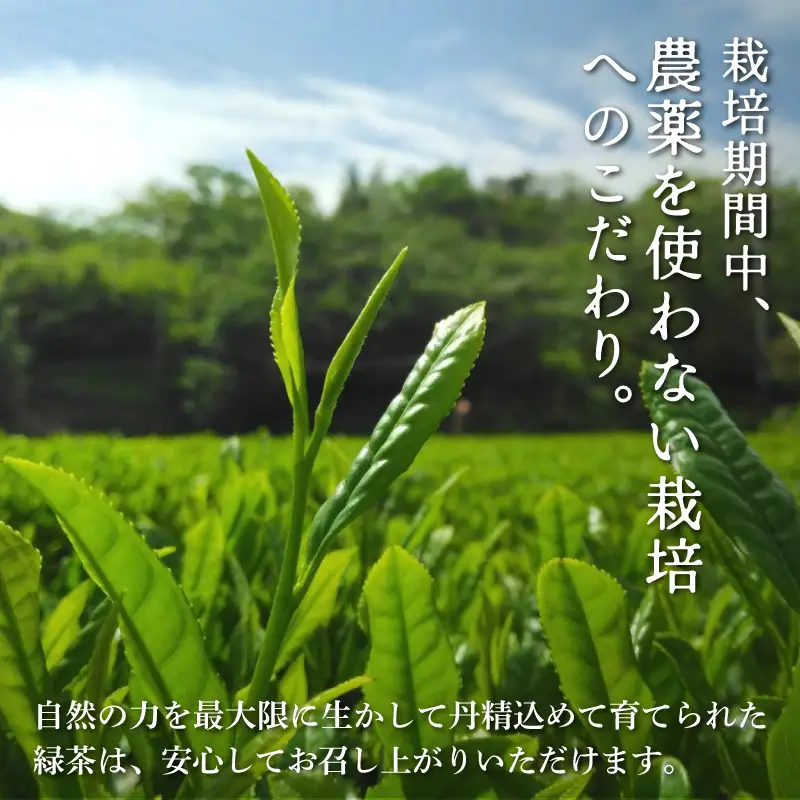 【ギフト箱入】静岡産 特煎茶 200g (100g×2袋) 国産 緑茶