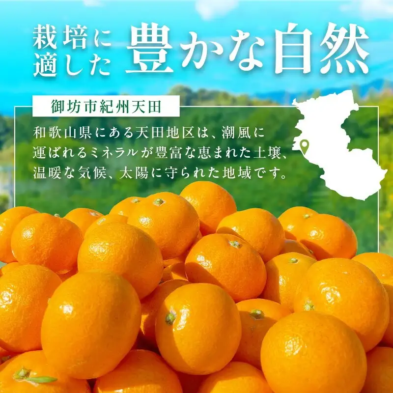 和歌山県天田のこだわり頑固みかん【秀品】5kg　サイズ指定可能（S・M・L）Mサイズ【1205_M】