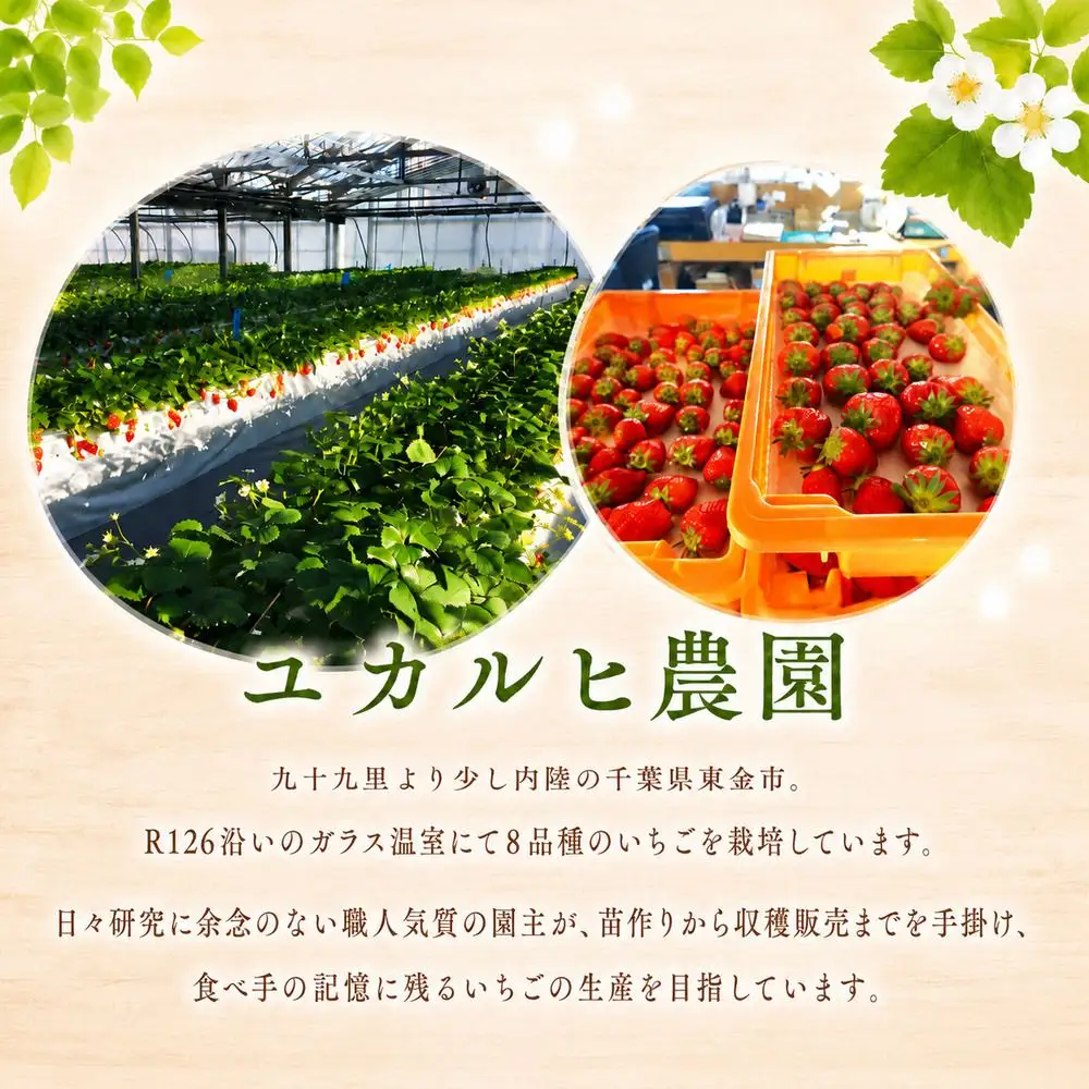 冷凍 いちご 1kg 種類お任せ 2種 瞬間冷凍