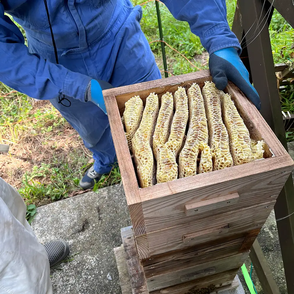ニホンミツバチのはちみつ （50g）