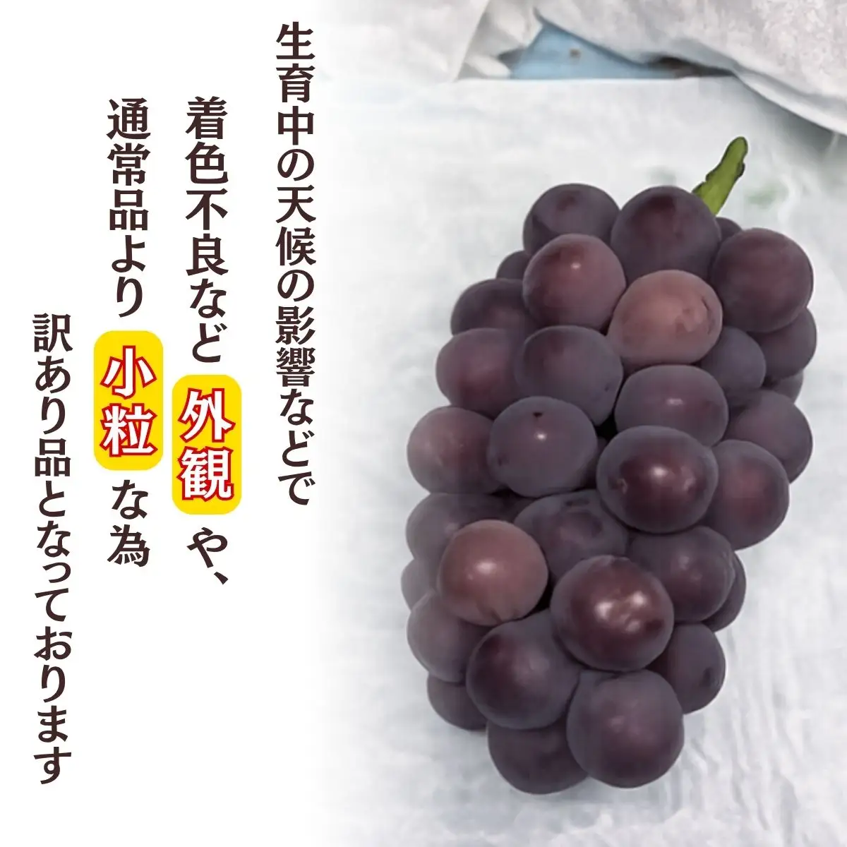 訳アリ 種無し巨峰 約3kg  | 訳あり
