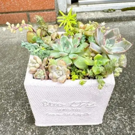 そのまま飾れる多肉植物のおまかせ寄せ植え　観葉植物　育て方付き　約10cm【1764231】