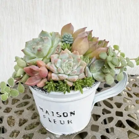 そのまま飾れる多肉植物のおまかせ寄せ植え 長く楽しめる寄せ植え　約8cm【1764289】