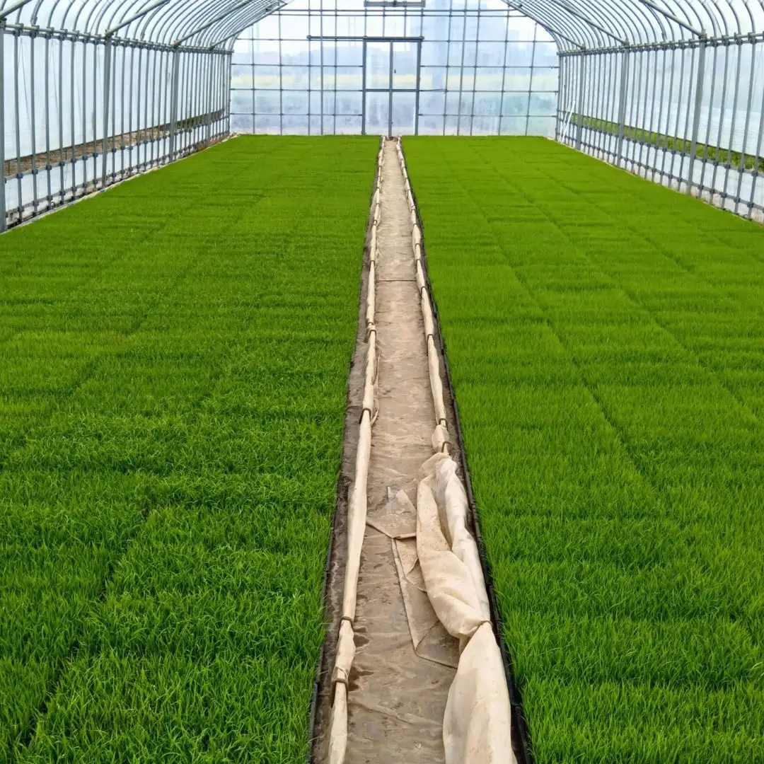 先行予約 定期便 新之助5kg × 3回 新潟県産 令和8年 しんのすけ 精米