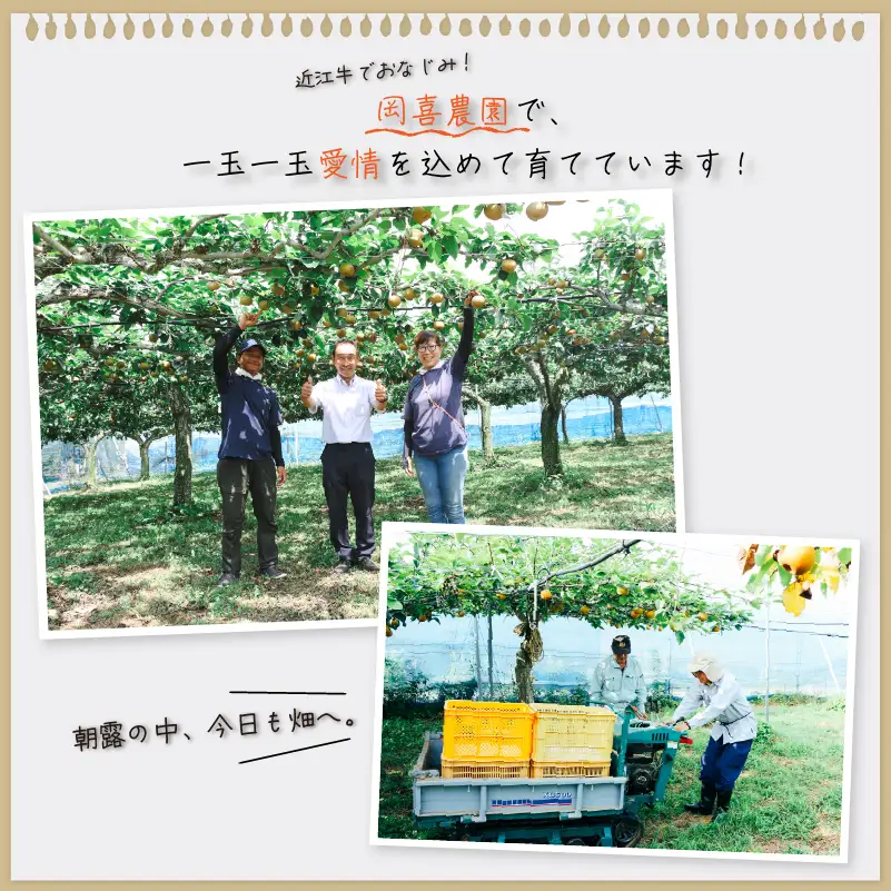 【期間限定】 梨  5kg 品種 おまかせ 8月下旬～9月下旬発送 岡喜農園 令和8年産 数量限定 なし ナシ 幸水 豊水 2026年産 フルーツ 果実 くだもの