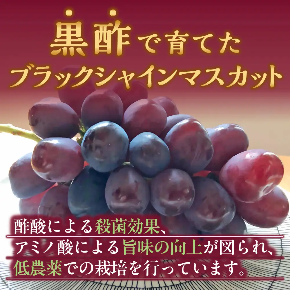【訳あり】かねひろの黒酢ブラックシャインマスカット - 富士の輝き 1房 （ 約700g ） シャインマスカット マスカット ぶどう ブドウ 葡萄 果物 くだもの フルーツ 果実 果肉 黒酢 黒酢アミノ酸 皮ごと 酸味 国産 佐賀県産 オススメ お取り寄せ 【 2026年9月中順次発送予定 】