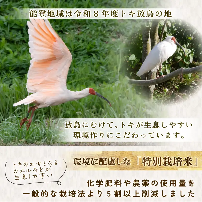 令和8年産 先行予約 新米予約 石川県産 コシヒカリ トキ米 精米 定期便 15kg ( 5kg × 3袋 ) × 3回 計 45kg 特別栽培米