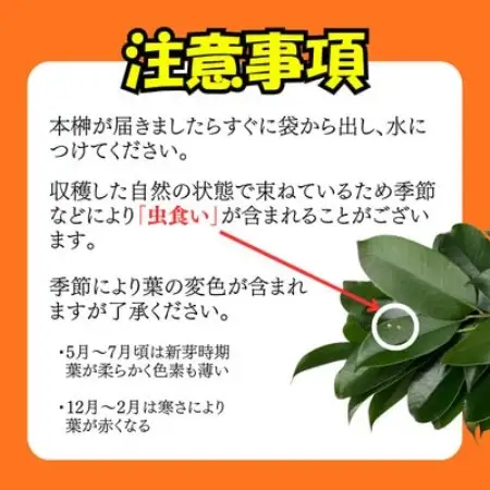 静岡県産掛川市　出世榊　本榊　純国産　さかき1対(2束)※1日交換に間に合うように配送【配送不可地域：離島・沖縄県】【1717136】