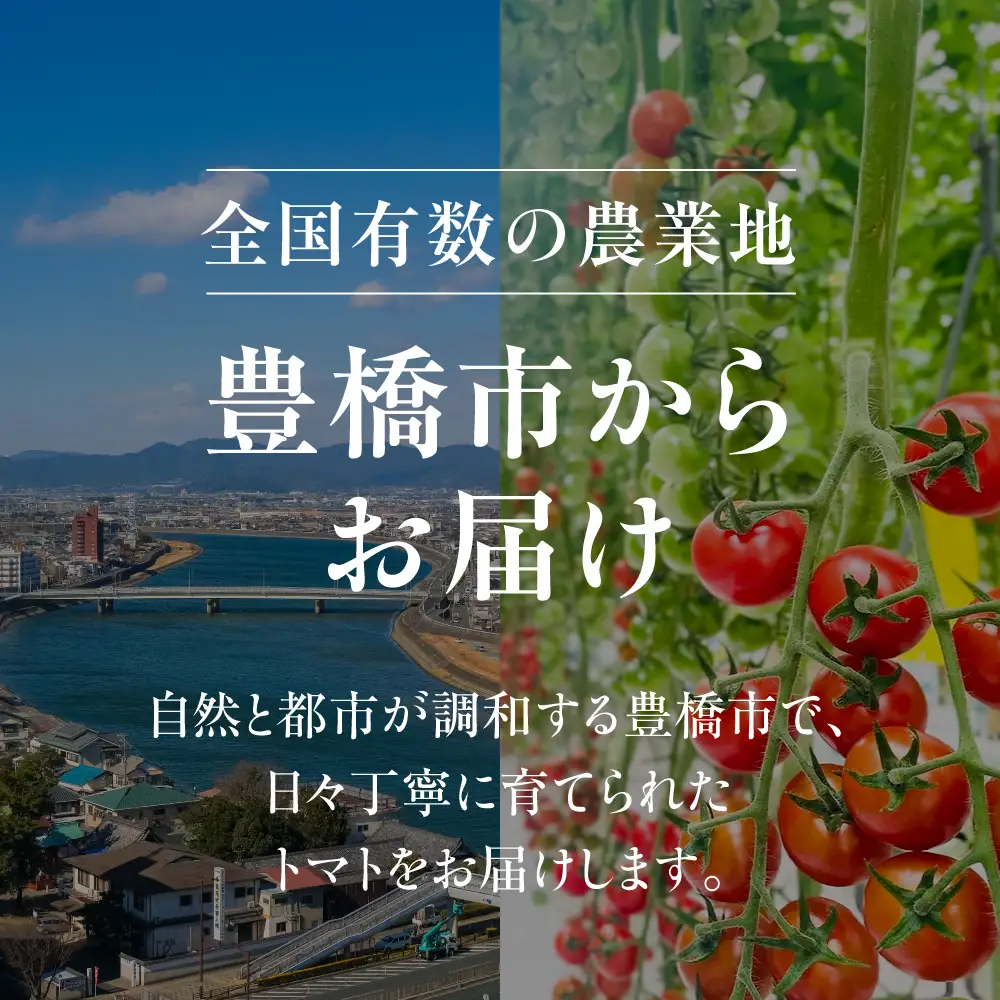 豊橋市産 梨 5kg（10～18玉・品種おまかせ） 産地直送 旬の品種 幸水 豊水 秋月 新高