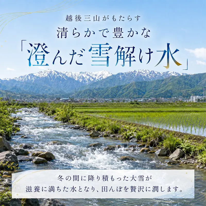 【令和8年産 先行予約】 魚沼産コシヒカリ 精米 15kg（5kg×3）