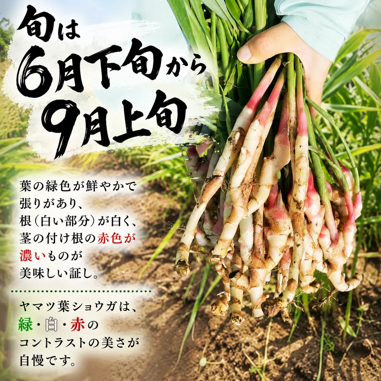 【満天☆青空レストランでご紹介】 ヤマツ 葉しょうが 500g 野菜 農産物 旬 新鮮 産地直送 冷蔵発送 みしまるかん JA 国産 葉ショウガ しょうが ショウガ 生姜 箱根西麓三島野菜 静岡県 三島市