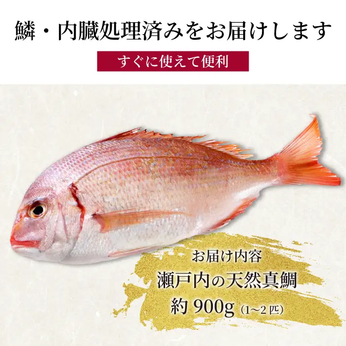 道の駅 天然鯛 約900g～1kg(1匹～2匹) 鱗・内臓処理済 新鮮 国産 季節 地魚 天然 鮮魚 下処理 タイ たい 瀬戸内 広島県 三原市 030007