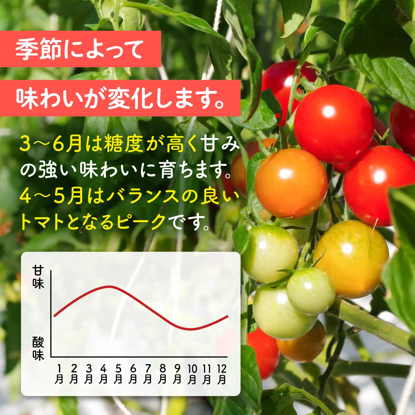 【先行予約】【全3回定期便】 フルティカ 1kg糸島市 / かわぞえ農園 トマト 中玉トマト 【2026年11月以降順次発送】[AAM010]