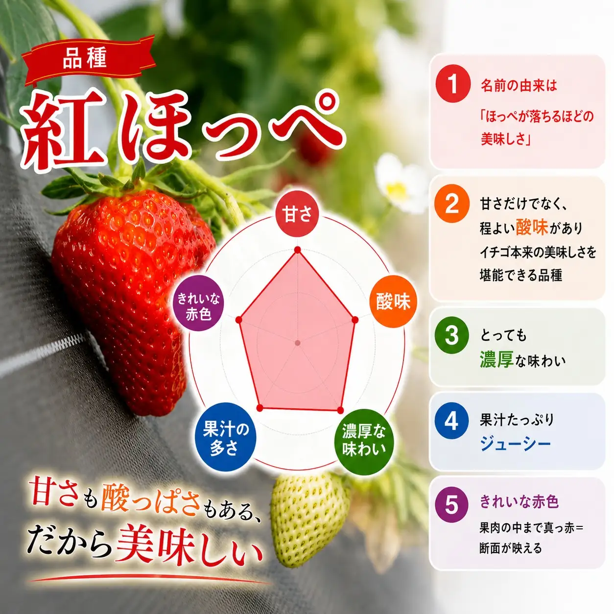 【先行予約】 いちご 紅ほっぺ イチゴ 苺 約 600g 数量限定