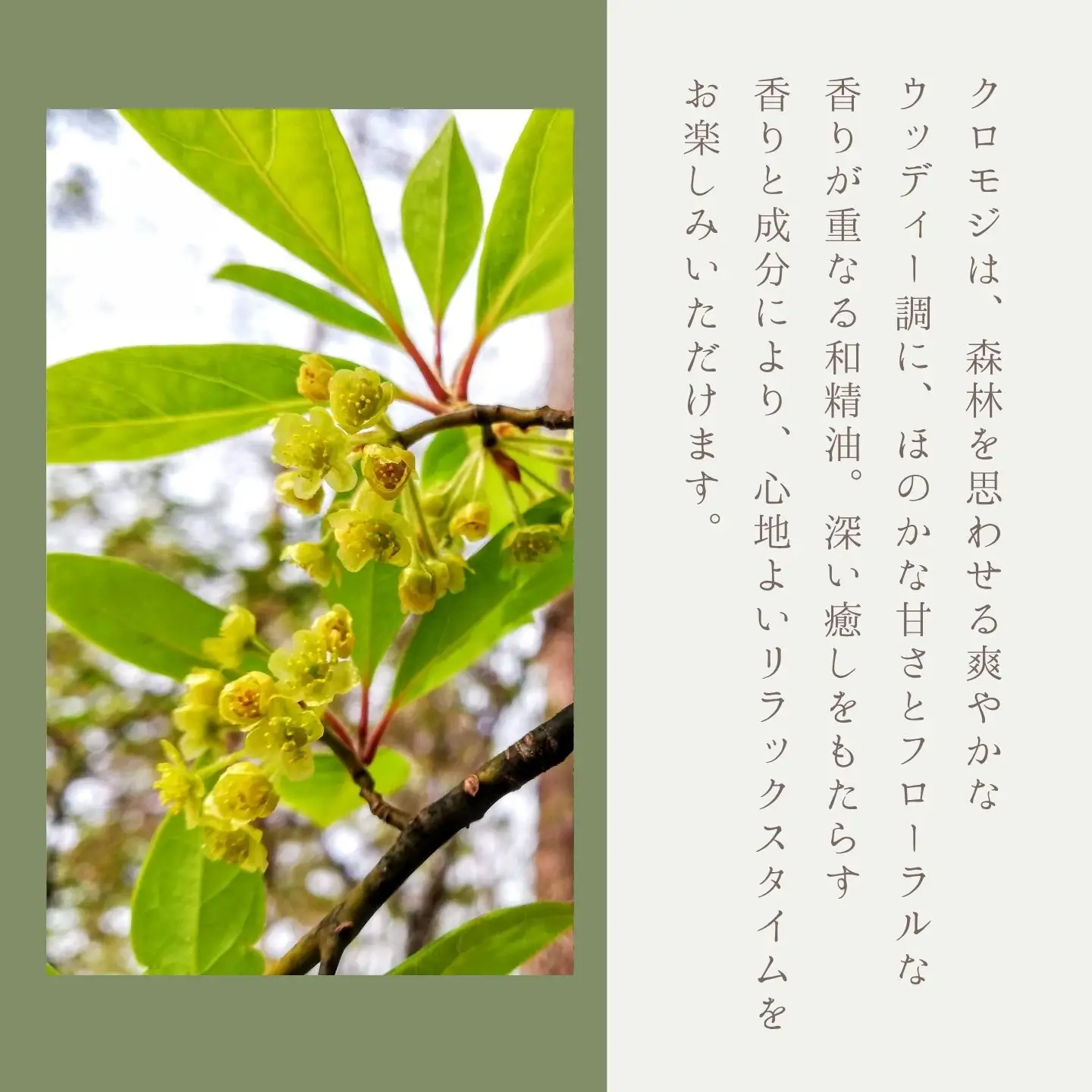 クロモジ精油 || クロモジ 精油 天然由来 香り 森林浴