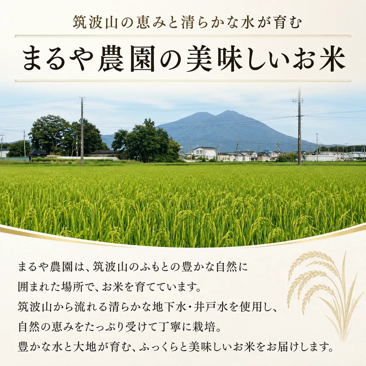 ＼まもなく発送開始／ 玄米 令和8年度産 コシヒカリ 10kg [A-mry003]