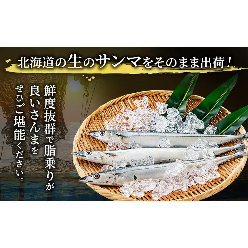 先行予約 産地直送 鮮度抜群 北海道 厚岸産 刺身用 鮮さんま 5本 サンマ 秋刀魚 さんま 鮮魚 魚介類 海産 生さんま