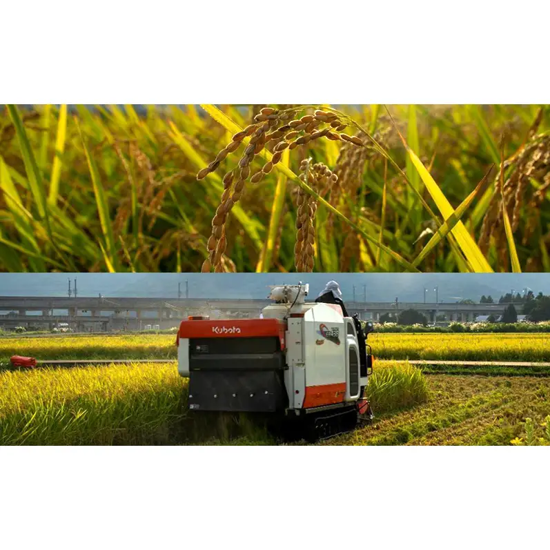 先行予約 新米 令和8年 新潟県 上越産 こしひかり 5kg 5キロ 和泉 ワイズファーム 上越市 精米 米 ギフト 喜ばれる コシヒカリ