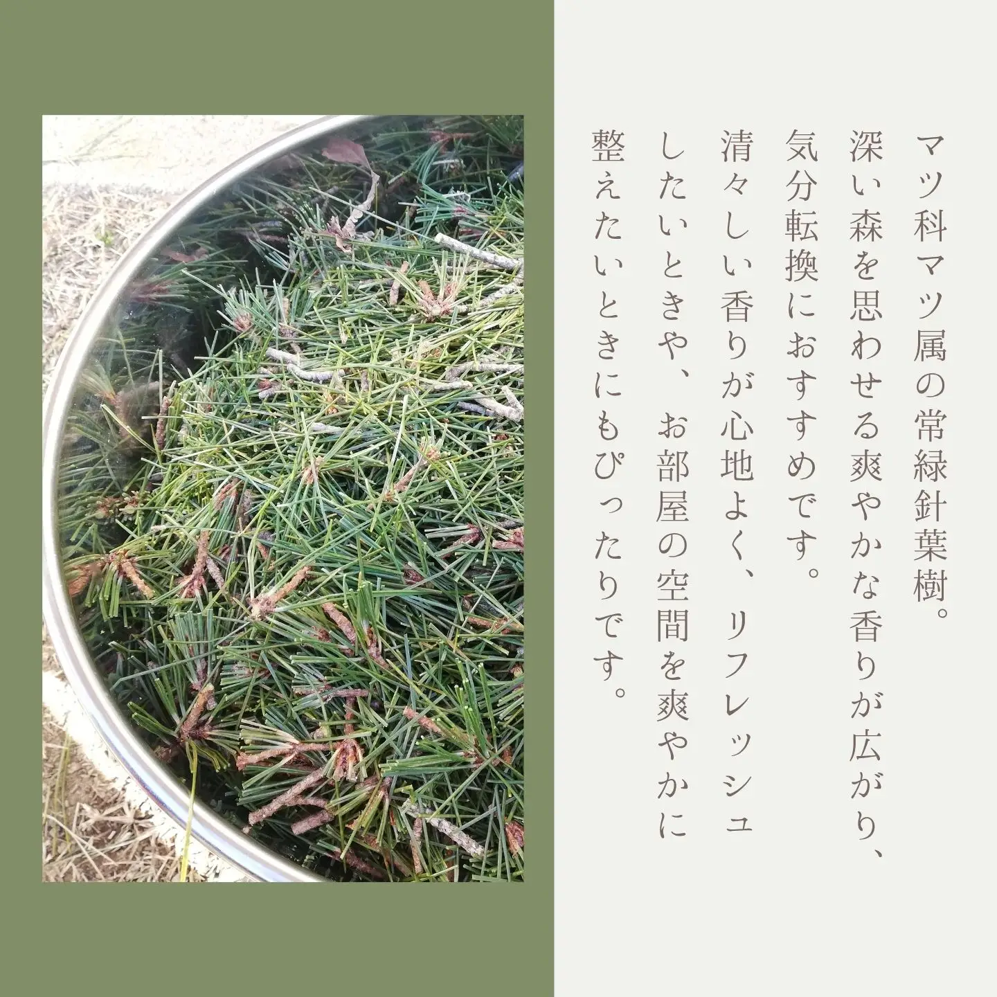 アカマツ精油 || アカマツ  精油  天然由来  森林浴  香り