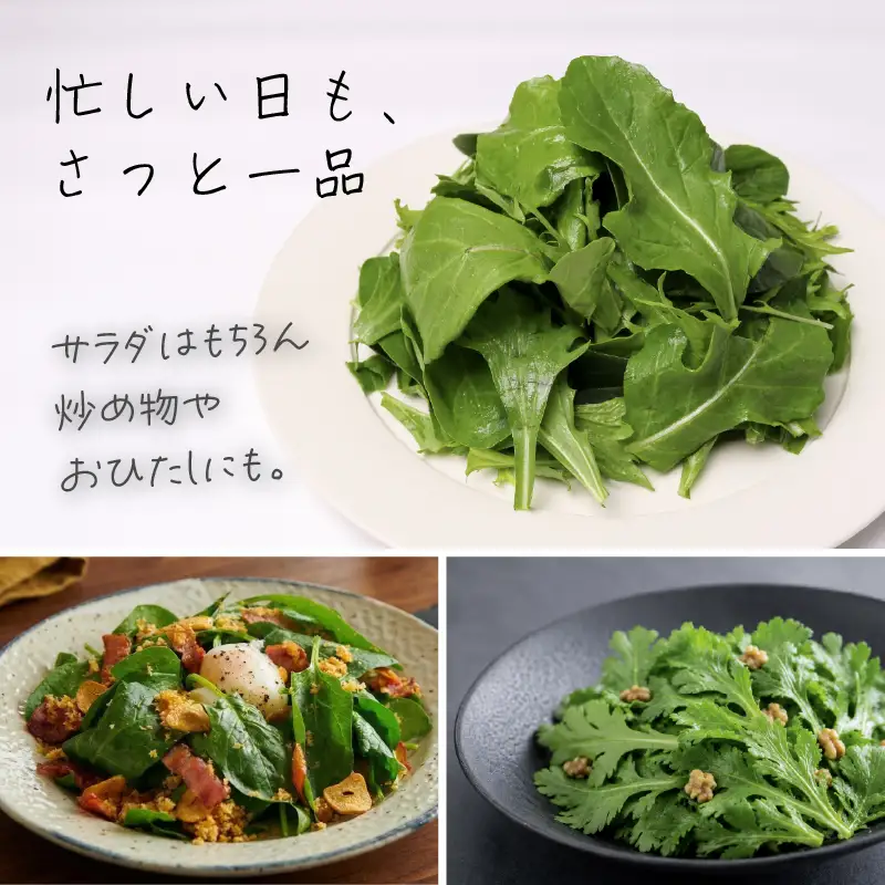 【先行予約】 4種セット 春菊 みずな ほうれん草 ルッコラ (2026年11月～発送)  | 水菜 水耕 葉物 野菜 南国市
