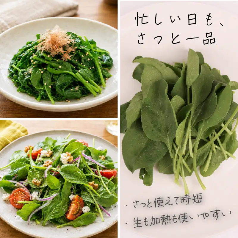 若採り サラダほうれん草 ジュニア | ほうれんそう 水耕 葉物 野菜 南国市