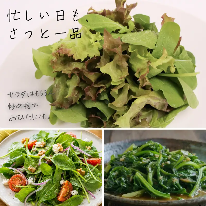 3種ミックス 若採り ルッコラ ほうれん草 みずな ジュニア | サラダ 水菜 水耕 葉物 野菜 南国市
