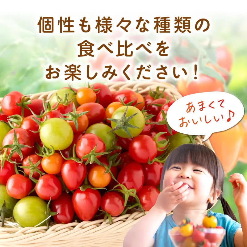 ミニトマトセット（おまかせ詰め合わせ）約1.4kg《先行予約》【1228-1】