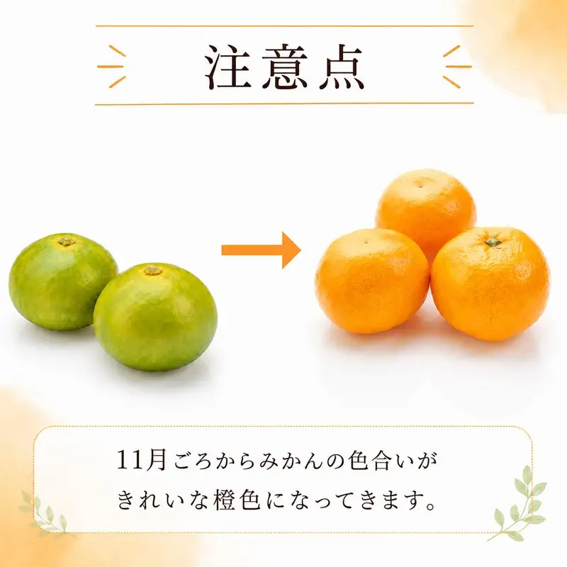 ミカン 1.5kg みかん 【 柑橘 】