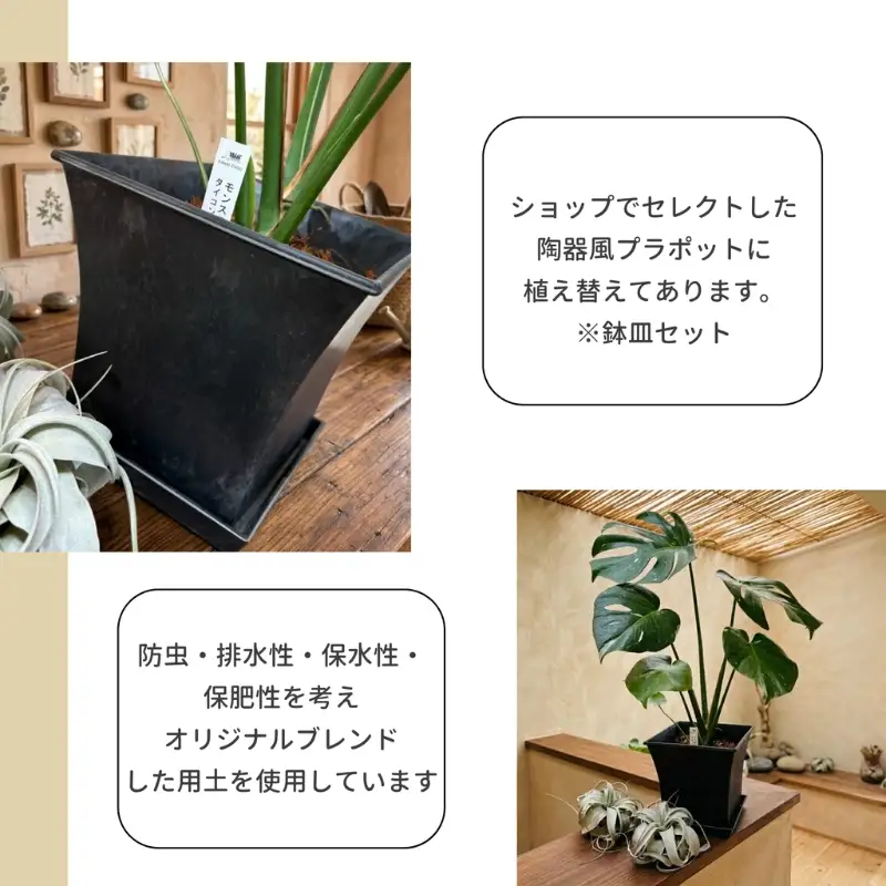 モンステラ・タイコンステレーション 観葉植物 インテリアグリーン