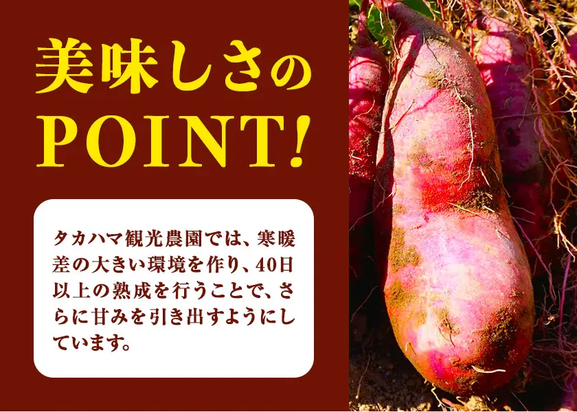 【先行予約】タカハマ観光農園 の 紅はるか 約5kg Sサイズ