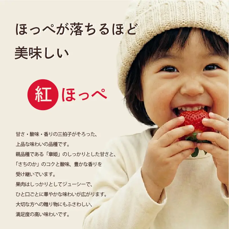 先行予約 いちご 苺 紅ほっぺ 贈答品 4パック：36～54粒 （2027年1月発送開始） | 厳選 贈り物 ギフト お取り寄せ 苺 いちご 大粒 南国市