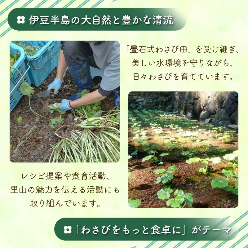 わさび 伊豆 下田 本わさび ワサビ 食べきりサイズ 計150g