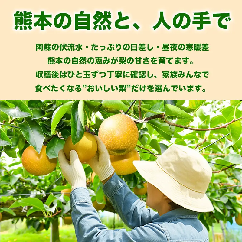 新高梨 5kg ナシ 梨 果物 くだもの フルーツ FKP9-735