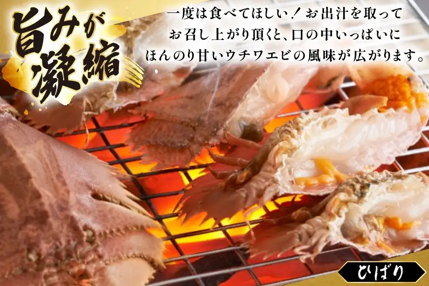 エビ 活き うちわえび 8～13尾 約1.3kg